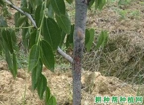 枣树病虫草害无公害防治技术(无公害枣树种植)