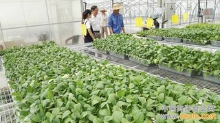湖州市农作站组织技术人员指导穴盘菜生产