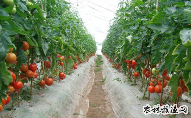 晚番茄种植技术