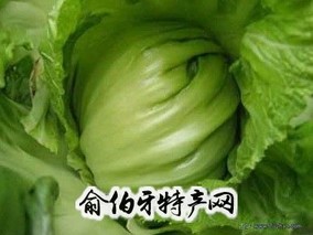 包菜