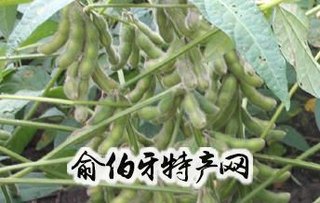 夏大豆