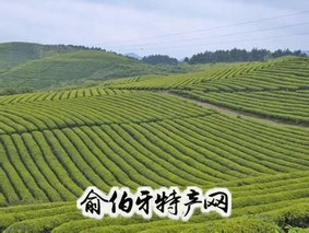 瓮安茶叶