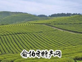 瓮安茶叶