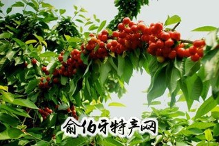 眉县大樱桃