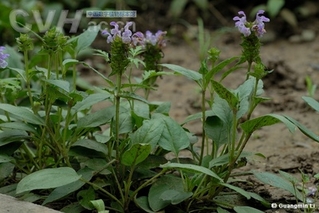 半枝莲和白花蛇舌草