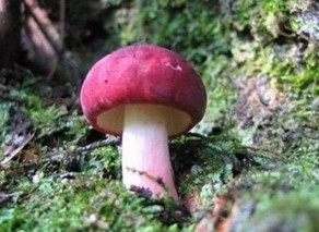 武夷山红菇