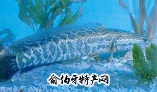 江夏乌鳢