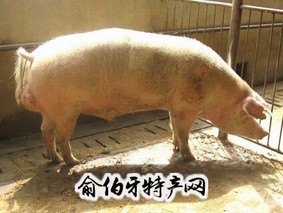 昌黎猪