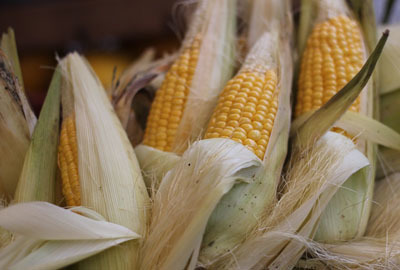 国内玉米市场稳定运行为主 极个别地区玉米价格小幅涨跌