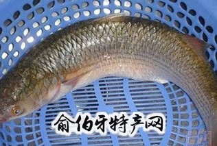 新河鲻鱼