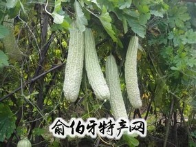 蓝山大白苦瓜