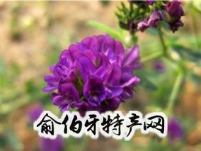 紫花苜蓿