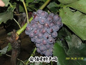 晋州葡萄
