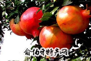 虞城红石榴