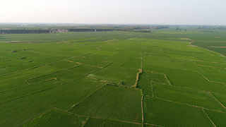 省肥省工增产吉林省推广水稻机插秧同步侧深施肥技术