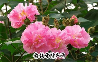 蝶屏花卉苗木