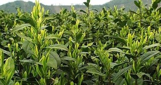 安吉白茶历史渊源与种植技术