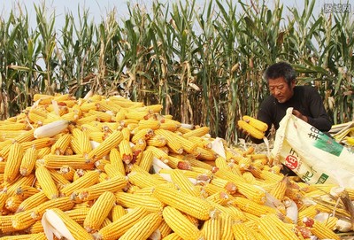 元旦玉米价格会涨吗？最新玉米价格多少钱一斤？
