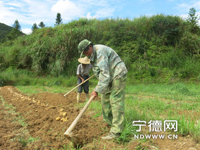 周宁高山马铃薯