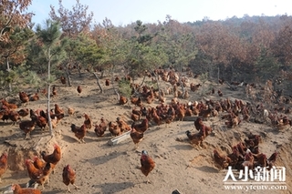 “酵素跑山鸡”火了