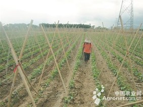 香芋种植高产技术(香芋怎样种才高产)