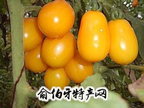 五原黄柿子