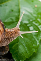 蜗牛的眼睛长在什么地方？