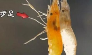 脊尾白虾的产地及其体形特征