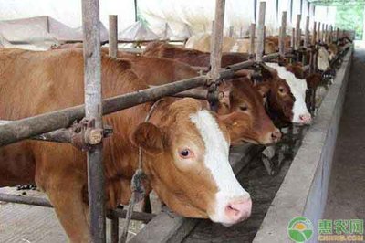 冬季肉牛养殖需要注意哪些问题？(冬季肉牛养殖注意事项)