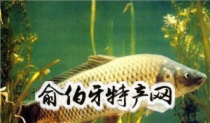 新乡黄河鲤鱼