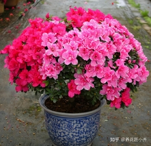 杜鹃花开完花以后怎么处理？