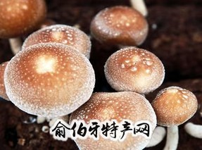 寨根香菇