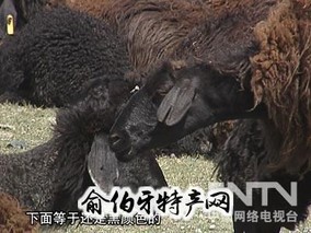 托克逊黑羊
