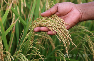 老品种水稻种子品种有哪些？