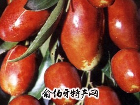 九龙金枣
