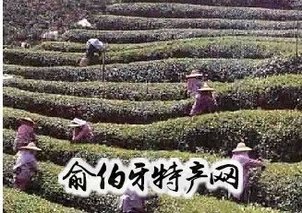 豪峰贡品茶