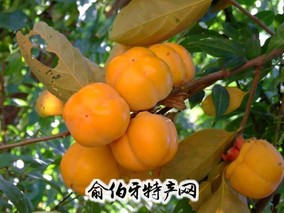 荥阳柿子