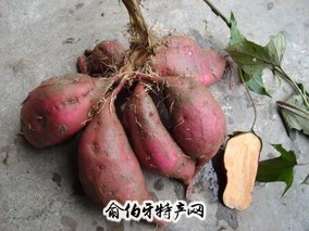 平阴鲜食地瓜