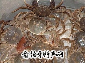 滁州河蟹