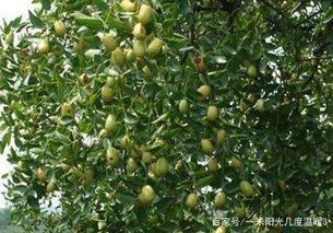 冬枣树种植方法，冬枣种植栽培的技术要点