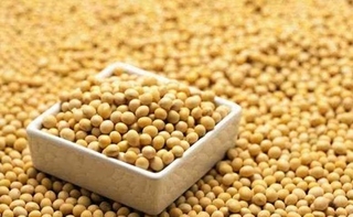 转基因大豆品种有哪些？怎么辨认？