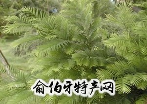 东山益母草