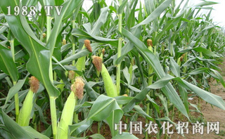 玉米如何施用硫酸锌肥料
