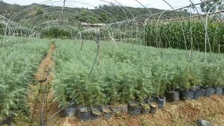 雪松种植方法和时间