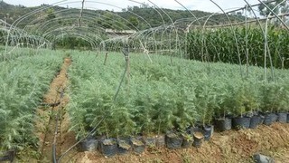 雪松种植方法和时间