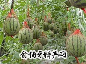 江夏西甜瓜