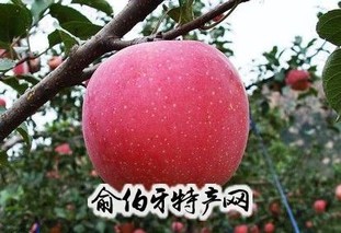 深泽红富士苹果