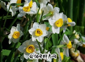 龙海水仙花