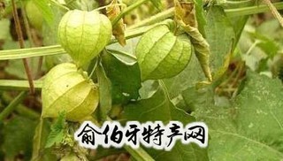 甜菇茑