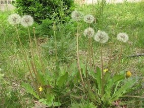 蒲公英的花几月开？能吃吗？